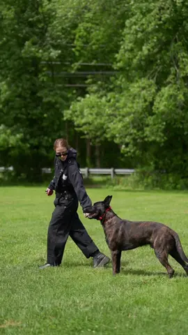 Pieces are starting to come together… Brego BRN49392, 13 months old and figuring out about turns & stand-in-motion exercises 💞 #DogTraining #dutchshepherd #knvp #knvplines #peggepolicedogs 