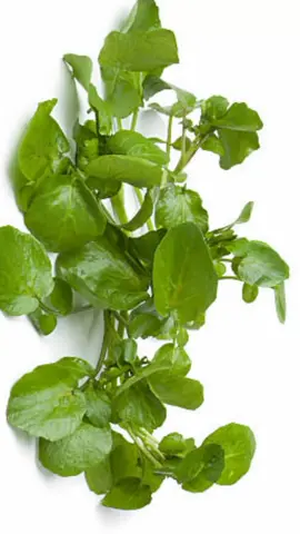 Cresson : Verts Feuillus, Nutritifs et Délicieux#aliments #sante #vitamines #medecine 