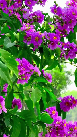 Replying to @mohadev1199ফুল হলো একটি প্রকৃতির আত্মা । ফুল ছাড়া প্রকৃতি হলো একপ্রকার প্রেমহীন জীবনের মত। ফুলকে ভালোবাসে না বা অপছন্দ করে এমন মানুষ পৃথিবীতে হয়তো নেই । ফুলের সৌন্দর্য সব সময় মানুষকে বিমোহিত করে। ফুল এবং ভালোবাসা এ দুটি যেন একই সুতোয় গাঁথা।💫🌺#প্রকৃতি_প্রেমী #প্রকৃতির_সৌন্দর্য🥰 #bewtifull #natural #scenary #1m #vews #sylheti_fua #rs_ruhul_vai👌 #ঝরা__পাতা__🌿🌺 #কপি_লিংক_করো_প্লিজ_প্লিজ   