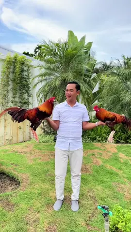 Cặp trông 100 mâm trầu đã chuyển nhượng . AE xem vuii vẻ nhé  #traigaduyentilaycup #traigaduyenti #c1 #c2 #c3 #c4 #gà #channuoi