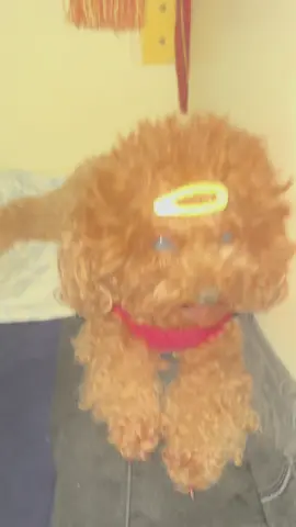 #PetsOfTikTok #dogsoftiktok #doglover #catsoftiktok #fyp 
