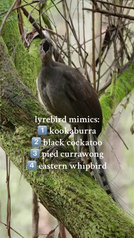 This lyrebird had a lot to say 🗣️ Here’s 10 seconds of it #lyrebird #birdsoftiktok #nature #wildlife #kookaburra #cockatoo #australia #aussie #straya 