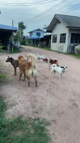 ก้อมาดิ๊ค้าบ กังฟูสายชิว 1 ต่อ 4 เอาดิ๊ๆ กังฟูตัวใหญ่น๊าา❤️🐶 #กังฟูเด้นดึ๊บดึ๊บ #กังฟูหูบิน #พี่จ๊ะจ๋าน้องกังฟู #โกลเด้นรีทรีฟเวอร์ #หมาน่ารัก #ซ๊อจ๋า 