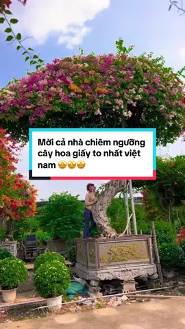 Cây hoa giấy siêu to khổng lồ 🥰🥰🥰🥰 Hiện tại em nó khủng nhất việt nam luôn ạ 😘😘 Muốn rước em nó về vườn cho đẹp rực và mọi người trầm trồ thì hãy gọi cho em Thúy 😎 0845.855.668 Cây hoa giấy siêu khủng  #mocthuy  #cayhoagiay  #xuhuong  #hoagiaythai  #caycanhdep  #hoagiay #xuhuongtiktok #xybca #foryoupage #trending #viralvideo #viraltiktok 
