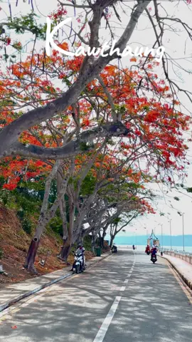 ကော့သောင်းမြို့ ကမ်းနားလမ်းလေးက စိန်ပန်းနီနီတွေလဲ ပွင့်နေပီ ကွယ်…သိပ့်ကိုကဗျာဆန်ပီးလှတဲ့ လှလေး🌺❤️#mobygirl #moby #travelvloggerlife #2024 #1million #islandtrip #kawthaungmyanmar🇲🇲❤️ #ကော့သောင်းကျွန်းခရီးစဉ်များ #foryoupage #fyp #ကမ်းနားလမ်းဗန်းမော်မြို့ #ကမ္ဘာဟာသူချိန်တိုင်းသူလည်ပတ်အုံမှာပါ🤘🌏 