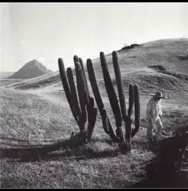 Diles que no me maten! es un cuento del escritor mexicano Juan Rulfo. Apareció publicado por primera vez en agosto de 1951 en el Nº 6 de la revista América. Posteriormente sería incluido en la colección de relatos El llano en llamas, publicado en México por la editorial Fondo de Cultura Económica en 1953.[1] El cuento se encuentra ambientado en el México rural de inicios del siglo xx y se desarrolla en los últimos momentos de vida de un hombre. En él Rulfo explora temas como la venganza, el remordimiento y cómo las consecuencias de nuestros actos nos persiguen, aunque creamos haberlas dejado atrás.#elllanoenllamas #juanrulfo #autores 