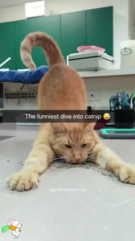 Cat on catnip #funnyanimals#kitty#foryoupage#cutecat#cat#cats#catlover#catsoftiktok#funny#foryou#funnytiktok