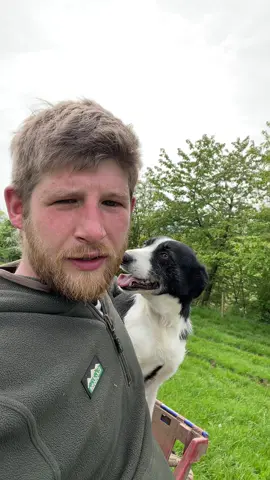 I thought they had gone walk about #foryoupage #funny #farming #fyp #animals 