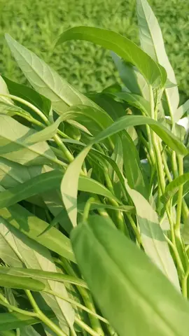 Panen kali ini sangat bagus sekali. #fyppppppppppppppppppppppp #kangkung #fyp 