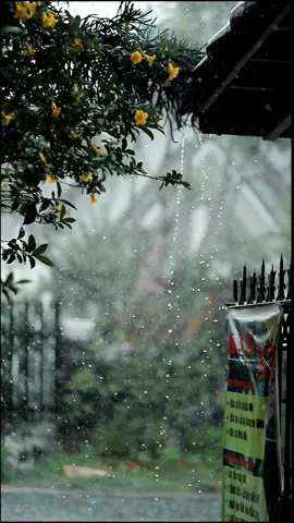 Cơn mưa từ đầu giờ chiều đến giờ vẫn chưa dứt 🌧️ #dalat #mưa #ptl #tramruaxeaetouring24h 