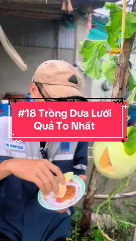 Trái Dưa Lưới Bự Nhất Của Toyyyy Trồng #hienonha 