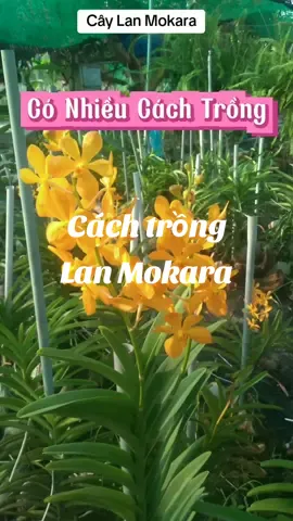 Cây Lan Giống MOKARA#sanvuon #anvat #câycảnh #thichminhtue 