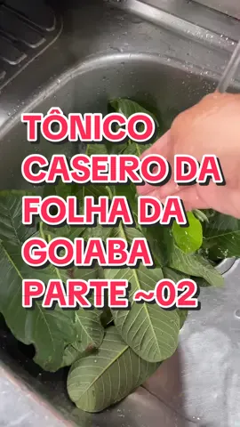Entre os benefícios da folha de goiabeira para o cabelo estariam, principalmente o combate à queda capilar, com o fortalecimento dos fios, e o estímulo ao crescimento do cabelo. Mas além disso, acredita-se que a planta ainda possa colaborar com a hidratação e o brilho dos fios e ainda com o controle da oleosidade.#monetizartiktok #fy #cabelos #cabeloslongos #cabelolindo 