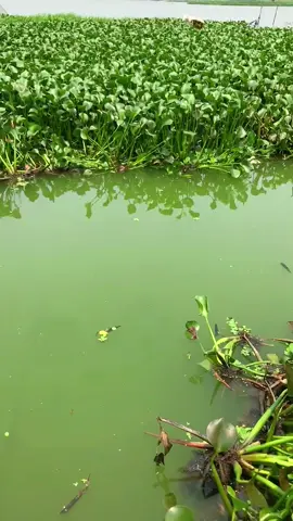 Rô phi tự nhiên #câucatựnhiên #câucá #câu_đài #câucagiaitri #fishing #lkhoa #câuca 