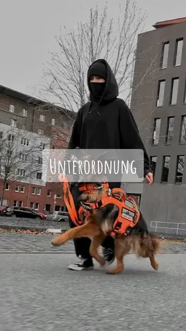 #hund #dog #gsd #schäferhund #dsh #deutscherschäferhund #germanshepherd #shepherd #langhaarschäferhund #langstockhaar #longhairgermanshepherd @ONETIGRIS DOG GEAR® @Eastside.chains @fuchs.unikate 