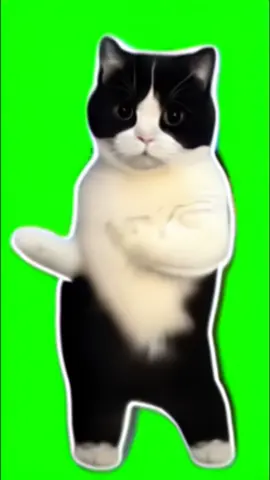 ダンスヌッコ🫶 #素材#ダンス #flp #猫ミーム 