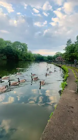 Platt Fields Park✨🌸 #manchester #plattfieldspark #uklife🇬🇧 #travellife #vibes #foryou #dailyvlog #foryoupage #_screnicview🌲 #naturelover #greatermanchester @خایستہ منگلور @usmanAhmad @Shahab sardar🤍✨ @Shafi Ullah💫🤍 @Tariq Aziz🇬🇧 @AhmadFaraz321 
