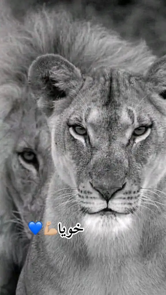 #هو_حمان_كتافي #خويا_الغالي❤️ #ابونيو_خاوتي_ربي_يحفظكم❤️ #الحمدلله_دائماً_وابداً 