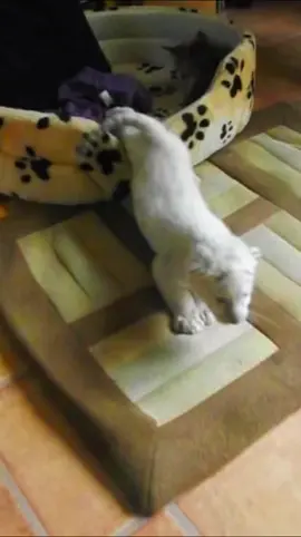 Bébé Eros le tigre blanc #lion #tigre #whitetiger #normandie #cats 