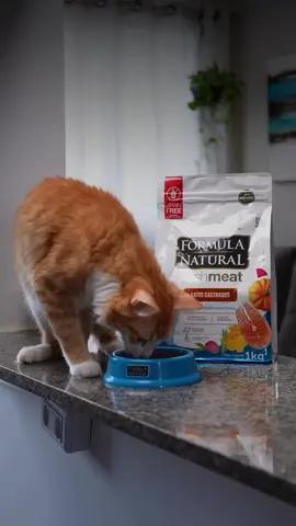 NATURAL 🐱 Ração Fórmula Natural Fresh Meat Gatos Castrados Salmão 💛 Compre Online 📲 Link na Bio - Auxilia no sistema urinário mantendo o pH adequado; - Com antioxidantes naturais como vitaminas A, C, E, D3; - Alimento totalmente adequado e indicado para gatos castrados; - Ela possui condroitina e glucosamina, que são importantes para as articulações; - Possui colágeno que favorecem uma pelagem mais bonita e brilhante ao seu felino; - Alimento balanceado com proteínas de alto valor biológico e vitaminas ômegas 3-6; - A combinação dos probióticos, nutrientes, proteínas, vitaminas e os minerais proporcionam condições ótimas para o desenvolvimento das defesas naturais do seu pet. Seu pet merece sempre mais amor, cuidados e petiscos! ⠀ PetShop Online: www.supertrato.pet ⠀ #supertrato #petshop #gatos #floripa #gato #cat #tudoparaseupet #animaisdeestimação