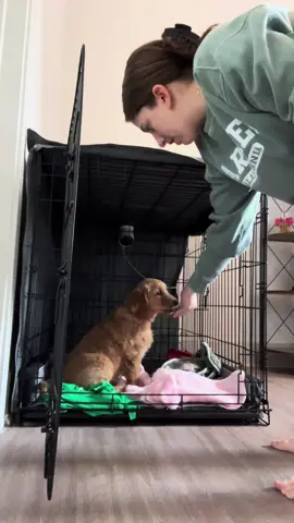 Stella is doing phenomenal with her crate! Her day time naps are up to 3 hours 🥹#goldenretriever #dogsoftiktok #puppytiktok #puppy #dogs #golden #animalsoftiktok  #crate #cratetraining 
