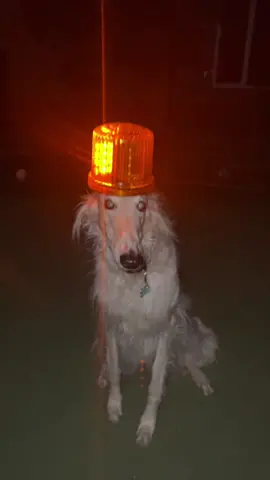Tbh, it’s really not cool that the instructions said nothing about having to charge it up before set up. Also, what if I didn’t have any turkey? Either way, the alarm is working great now, I threw it in some rice just to be sure, it seemed to enjoy it even raw like that.  #borzoi #alarm #guarddog #balance #doglife #dogsoftiktok #weird #unhinged #dogs 