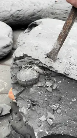Here are two stunning examples of a Yorkshire Dactylioceras Tenuicostatum Ammonite that we found on the beach in a huge loose shale slab 🦑 The surrounding stone is easily broken away to reveal the specimen within. This ancient creature would have swam the seas around 180 Million Years ago 💀🏝 Thanks for supporting our page! 🐊 #natural #nature #fossil #fossils #ancient #animals #art #ammonite #ammonites #dinosaur #scientist  #minerals #paleontology #whitby #geologist #dorset #geology #charmouth #jurassic #yorkshire #beach #coast #sea #water #squid #fyp 