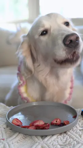 Duck head’s version #ASMR #fyp #goldenretriever #mukbang #dog #cute #puppy #eatfood #狗狗 #狗狗吃播 #波尼啵啵 
