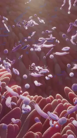 🎥🌿 Ever wondered what's really going on inside your body? 🌟 Meet your microbiome – a bustling community of trillions of tiny organisms living in your gut! 🦠✨ These microscopic superheroes help digest your food, boost your immune system, and even impact your mood. 😃🍏 From bacteria to fungi, your microbiome is unique to you and essential for staying healthy. Ready to dive into the amazing world of your gut? Let's explore together! 🚀🔬 #MicrobiomeMagic #GutHealth #ScienceIsCool