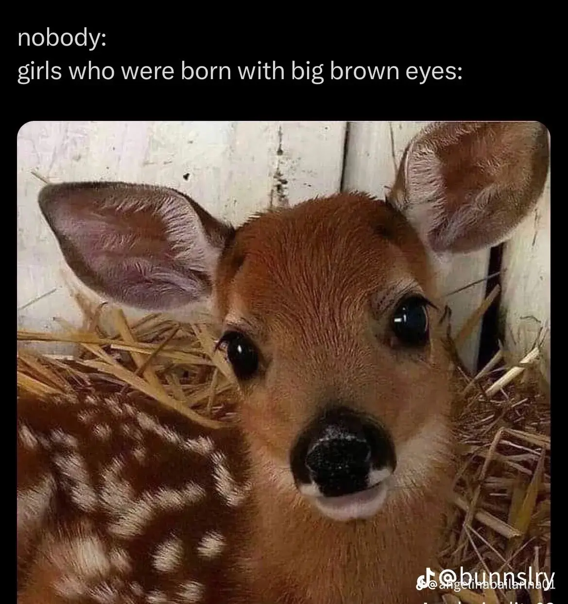 bambi