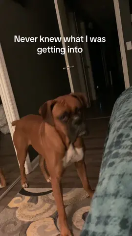 Tater keeping me up at night #boxers #boxersoftiktok #tatereatseverything   
