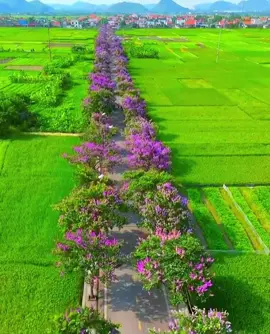 Quảng Ninh quê tui đâu chỉ có biển, còn có cả con đường hoa bằng lăng chạy dọc qua cánh đồng lúa xanh mướt nữa nè :))) #xuhuong2024  #banglangtim #dongtrieu #quangninh #hoabanglang #dulichquangninh #duonghoabanglang #vietnamquehuongtadeplam  #chupanhhoabanglang  #conduonghoa #vietnam 