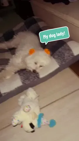 😍 ella bien agusto! #maltesedog #dogsoftiktok #spoiled #mydog #miperrita #lady #dogmom #perrostiktok 