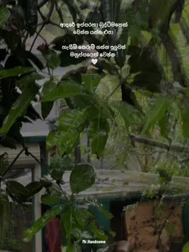 කවදවත් හැගීම් බාල්දු වෙන්න ඉඩතියන්න එපා ! හැගීම් තෙරුම් ගන්න පුලුවන් මනුස්සයෙක් වෙන්න ! මොනවා නැතත් එතන සතුට උපරිමයි ! 🤍 #fypシ #onemillionaudition #viralvideo #mention #mention #mrhandsome #favourite #foryoupage 