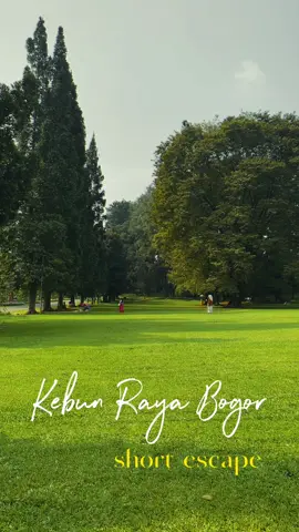 Kebun Raya Bogor Short Escape - Cinematic Video #loremshots #ghiblivibes #cinematic #filmtok #videos #cinematicvideo #ghibli #fypage #foryoupage #fypp #cinematics #cinematicbogor #filme #bogor #forupage #bogorcity #krb #kebunrayabogor #fypsounds  #reelsinstagram #videografer #videography #filmaker #filmmaking #colourgrading #bogoraesthetic #kebunraya #piknik #aesthetic #nature 