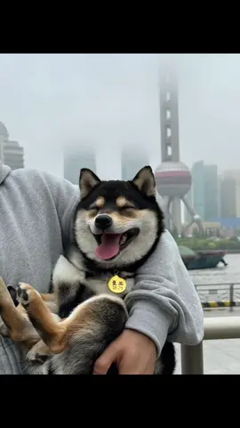 Manyu in Shanghai~#dogsoftiktok #cute #littlemanyu #shiba #shibainu 
