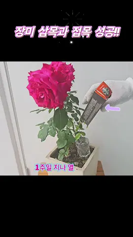 #장미삽목과 접목(맞접)방법, 독특한 노하우 공개!! #grafting roses #임영웅 #별빛같은나의사랑아 