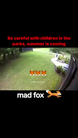 man safe the lady 🙏 #foryou #viral #foryoupage #fyp #fox 