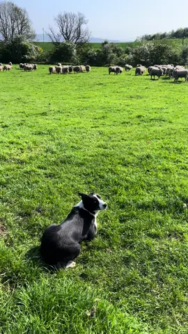 #fyp #dogs #dog #fypシ゚viral #viralvideo #tiktok 