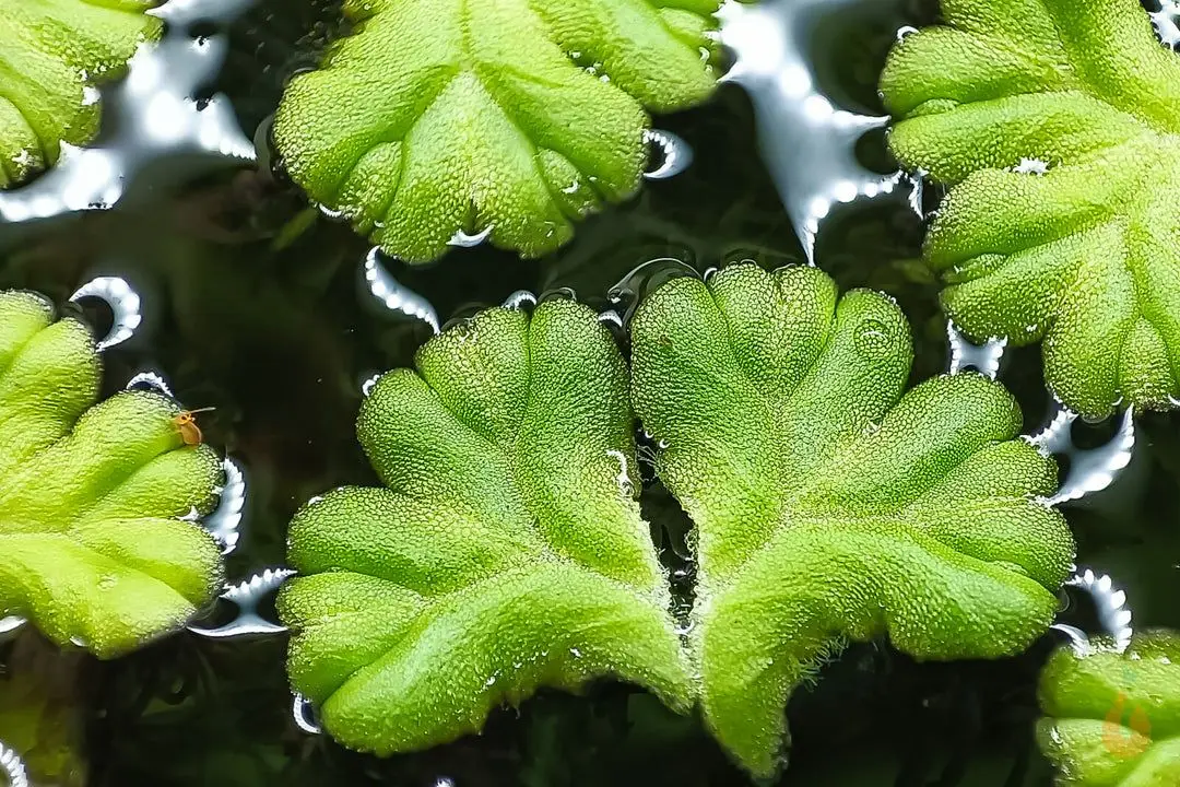 Schwimmlebermoos | Schwimmpflanze | Ricciocarpos natans - Rarität 🌿 Geheimtipp 🌿 Schnellwachsend 🌿 Super Konkurrenz gegen Algen 🌿 Versteck für Garnelenbabys und Jungfische 🌿 Nachzucht aus meiner Aquarium Zuchtanlage 🌿 Wächst auch emers 🌿 Für Wabi-Kusa / Paludarium geeignet 🌿 Für Aquarium und Teich geeignet Das Schwimmlebermoos, auch schwimmendes Lebermoos genannt, ist eine seltene Schwimmpflanze in der Aquaristik. Im Handel ist es nicht oft zu finden und gilt als Rarität. Wenn ausreichend Nährstoffe und Licht vorhanden sind, wächst er recht schnell. Werden die Blätter jedoch hell, deutet dies darauf hin, dass der Pflanze Mikronährstoffe, in Form von Eisen fehlen. Das lässt sich leicht mit dem passenden Eisendünger beheben. Schwimmlebermoos ist schnellwachsend und hat geringe Ansprüche an die Wasserwerte. Aus diesem Grund ist es für Anfänger geeignet. Durch sein schnelles Wachstum bietet es gute Dienste als Konkurrenz gegen Algen. Die Schwimmpflanze ist sehr anpassungsfähig und kommt mit einem breiten Bereich an Wasserwerten und Temperaturen zurecht. Dieses kann ebenfalls auch als Teichpflanze oder im Kaltwasseraquarium verwendet werden. Es im Teich winterhart und treibt in der neuen Saison wieder frisch aus. Auch für Zuchtbecken empfehlenswert, da es überschüssige Nährstoffe verwertet. Ein weiterer Vorteil: Babygarnelen finden es toll, sich in den feinen Wurzeln zu verstecken und diese nach leckeren Kleinstlebewesen abzusuchen. Zusätzlich bieten diese Schutz nach der Häutung der Mini Garnelen. In dieser Zeit ist der Panzer noch nicht ausgehärtet und die Kleinen sind schutzbedürftig. Jungfische halten sich ebenfalls gerne darunter auf und suchen dort nach Nahrung und Schutz. --- Meine Aquarium Zuchtanlage ist das Zuhause von zum Beispiel: Zwerggarnelen / Garnelen, Wasserschnecken / Schnecken, Krebse, Krabben, Wasserpflanzen, Moose, uvm... 🦐🌿 Aqua Birne Shop: Aqua - Birne . de 🐌🦞 ▶️ Folge mir gerne für mehr! Aquaristische Grüße Daniel Birnbaum, die Aqua Birne 🍐🤠👍 . . . #Aquarium #garnelen #garnelenaquarium #garnelenbecken #nanoaquarium #neocaridina #caridina #wasserpflanzen #zwerggarnelen #aquaristik #teich #gartenteich #aquascaping 