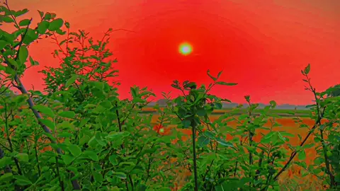 Awww.. View..😣🦋🫶 #CapCut #flowers #vairalvideo #vairalvideo #fxgroup #growmyaccount #for #foryou #bdlyricscreator #foryoupage #bdtiktokofficial #পৃকিতি🥰সৌন্দর্য @TikTok Bangladesh @TikTok 