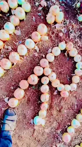 SELO SEVENLER GELSİN 💚❤️💛✌️#demirtas #selo #selobaşkan #selocan #selobaskan #selhatindemirtaş #demirtas #bozdag #isci #ismailbozdağ #sogan #emektirbaba @❌✌️kurdo✌️❌ @⚡𝙎𝙚𝙢𝙥𝙖𝙩𝙞𝙠 𝙆𝙧𝙖𝙡 ⚡ @Selahattin Demirtaş 