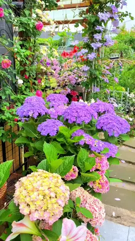 #tiktok #foryou #flowers #garden #nature 