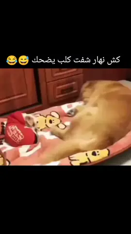 #🇩🇿الجزائر  #ماله_حل_الشعب_الصيني😂😂  #غيرضحك 