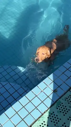 My puppy loves swimming very much 😛😛😛#fyp #dog #pet #cute #dogsofttiktok #life #swimmingdog 