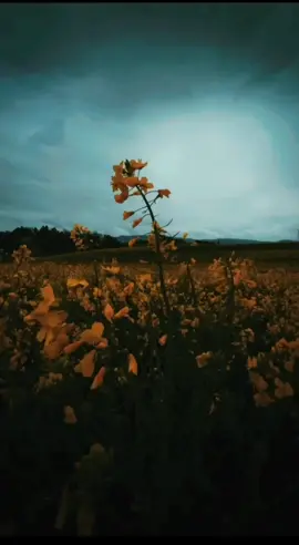 #CapCut #explore #الشيخ_احمد_الوائلي_رحمه_الله #تصاميم #تصويري #ستوريات #fyp #foryou #fyp #foryou 