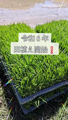 令和６年の田植え始まりました。 今年も美味しいお米がとれますように🙏 #田植え #田んぼ #お米 #北海道米 