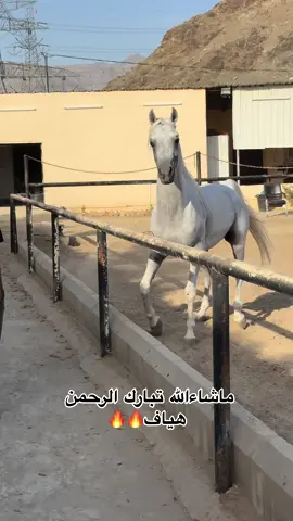 اذكرو الله👀#هياف #اكسبلورررررررررررررررررررر #الشرايع_مكه_المكرمه_الراشدية_المغمس #خيل_وخياله🐎🖤ماشاءالله 