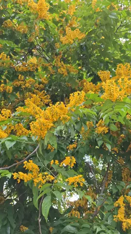 thanks for making last days of summer serene and tranquil #narratree #narra  #philippinenativetrees 