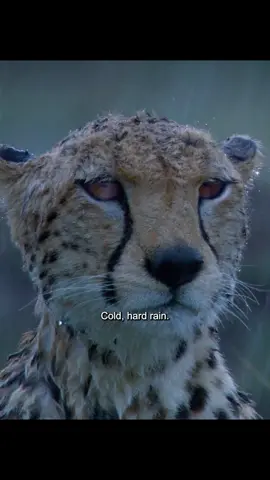#amazinganimalsworld #wildlife #animalslifestyle #fyp 